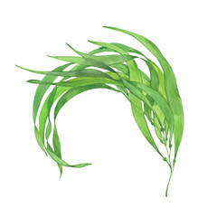 watercolor green seaweed