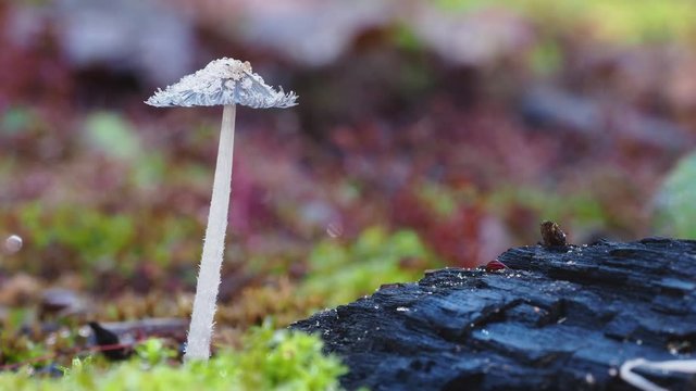 Small Inkcap Fungi with frilled cap. Coprinopsis.  