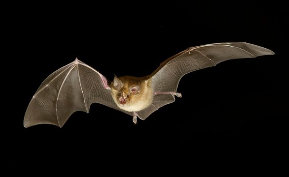 Greater horseshoe bat (Rhinolophus ferrumequinum) in flight at night, Luxembourg, Europe