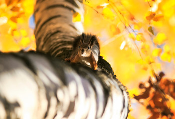 beautiful funny squirrel sitting high on a tree in the autumn Park on the background of bright yellow foliage