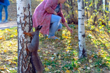 A curious squirrel on a tree looks at people.