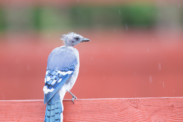 Bald-headed Blue Jay