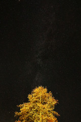 tree in the background of the night sky with the stars, the milky way
