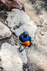 Bird in the Serengeti