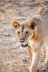 Lion in the Serengeti