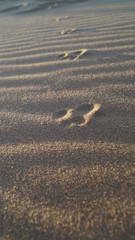 Fototapeta na wymiar footprint dog paw print in the sand