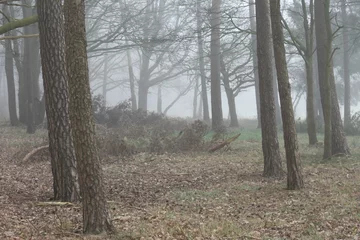 Fototapeten dennen op een mistige ochtend in e Kruisbergse bossen © henkbouwers