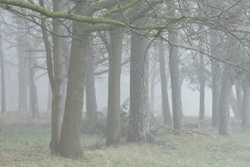 Foto auf Leinwand dennen en eiken op een mistige ochtend in e Kruisbergse bossen © henkbouwers