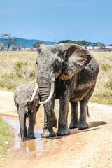 Fototapeta na wymiar Cow / Mother elephant with baby drinking water on sand road during serengeti trip through safari Tansania / Africa