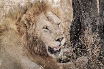 Lion in the Serengeti