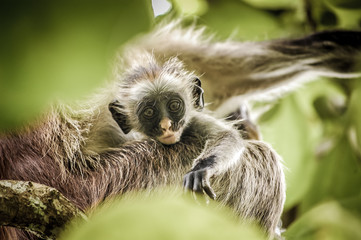 Monkey in Tansania