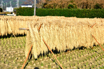 Rice Ceremony in Izu