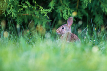 cute cottontail bunny portrait