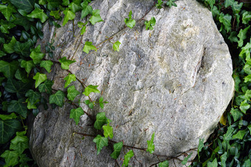 Leafy green vine growing on surface of rock