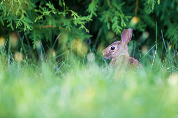 cute cottontail bunny portrait