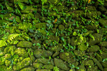 background tropical green nature garden forest leaf jungle texture