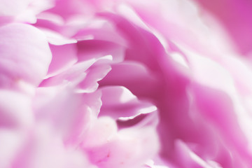 pink rose petals