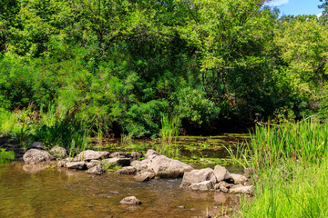 Naklejka na ściany i meble Small river in green forest at summer