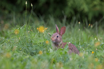 cute cottontail bunny portrait