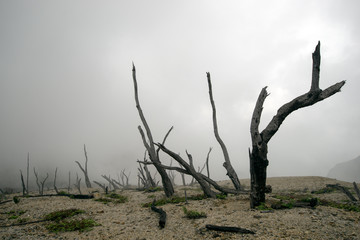 forest dead, volcano eruption, end of the world, apocalypse