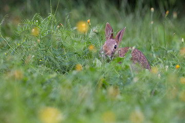 cute cottontail bunny portrait