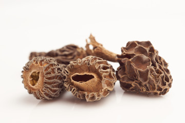Morel mushrooms on white background macro