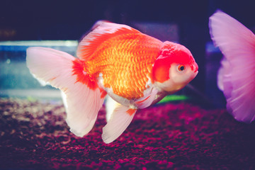 Goldfish in a glass cabinet.