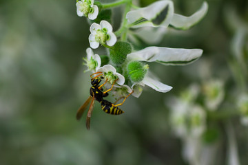 Wasp collects pollen from a flower