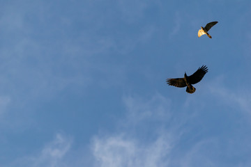 秋の夕日を浴びてチョウゲンボウとカラスの戯れ　遊水地上空