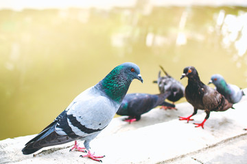 Pegions or doves inhabited the city, Thailand.