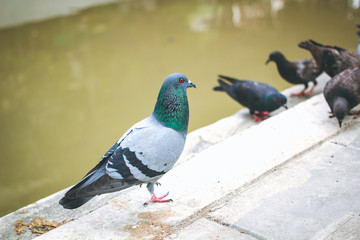 Pegions or doves inhabited the city, Thailand.