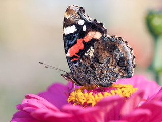 Beautiful butterflies on flowers. Bright color. Macro