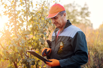 Picture of adult lumberman in working uniform standing in woods and looking at projects on his...