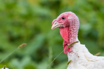 Domestic turkey portrait