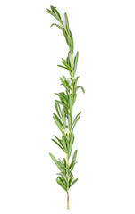 Sprig of fresh rosemary branch isolated on white background. Top view.