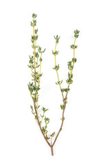 Sprig of fresh thyme isolated on white background. Top view.