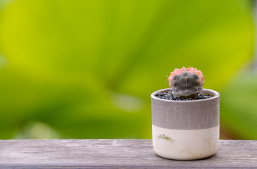 Lophophora williamsii, Cactus or succulents tree in flowerpot on wood striped background
