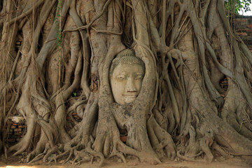 The head of Buddha in Banyan tree, Wat Mahathat, Ayutthaya, Thailand