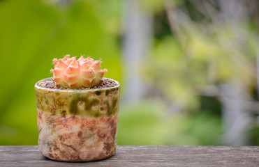 Lophophora williamsii, Cactus or succulents tree in flowerpot on wood striped background