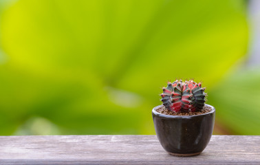 Lophophora williamsii, Cactus or succulents tree in flowerpot on wood striped background