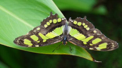 close up butterfly green and black