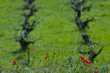 Poppies in front of a field of vines