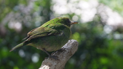 Small green bird native to Nicaragua and Costa Rica