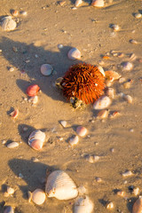 Live sea urchin with red sharp spines and variety of shells on the beach sand, marine life and empty seashells washed up on beach on low tide