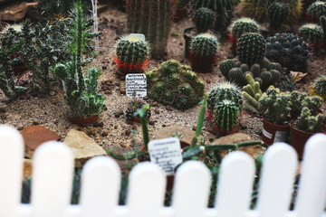 Mix of different kinds of cactuses in pots