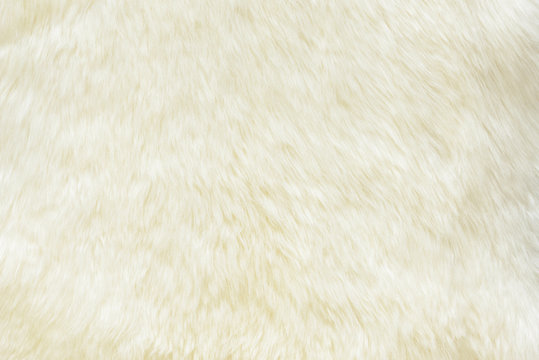 background and textured of real white cream wool sheep