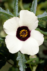 Annual Hibiscus, Hibicus trionum, white flower with velvety deep purple centre