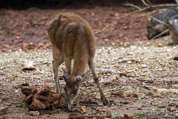 Sambar Deer, park next to Bangkok, Thailand