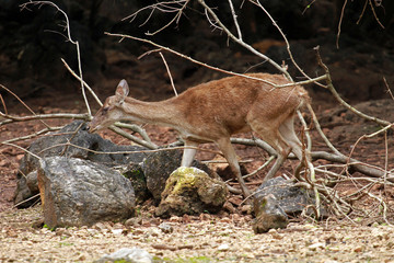Sambar Deer, park next to Bangkok, Thailand