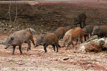 Boars close to Bangkok area, Thailand